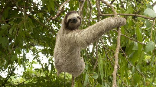 Sloth