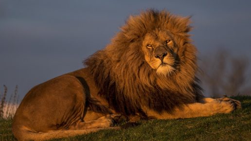 A lion