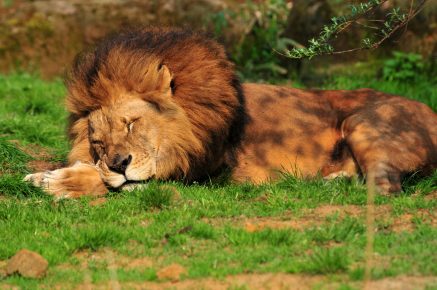 The lion is sleeping