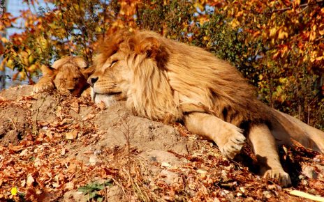 The lion and the lion cub are sleeping