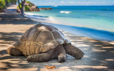 Turtle