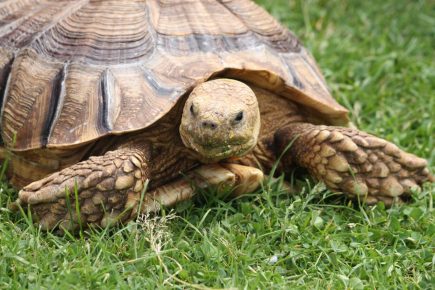 Turtle on the grass