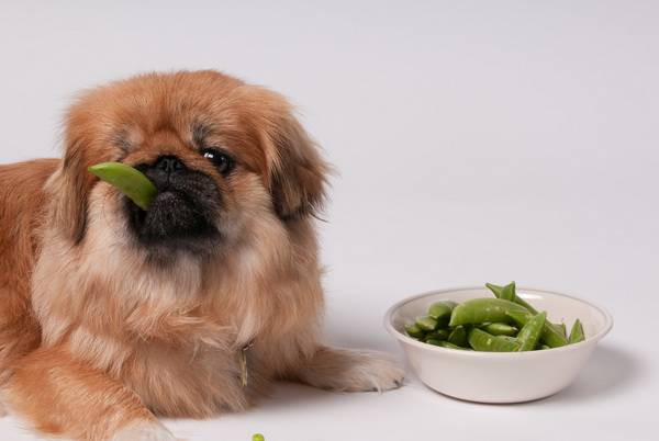 Protein diet for dogs