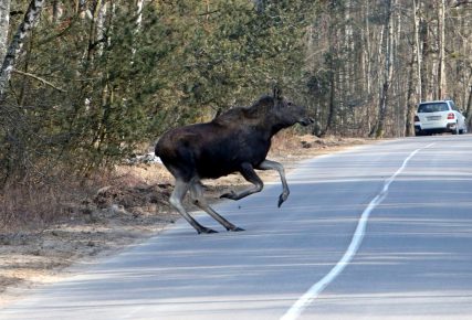 In Udmurtia, moose die under the wheels of a car more often than people