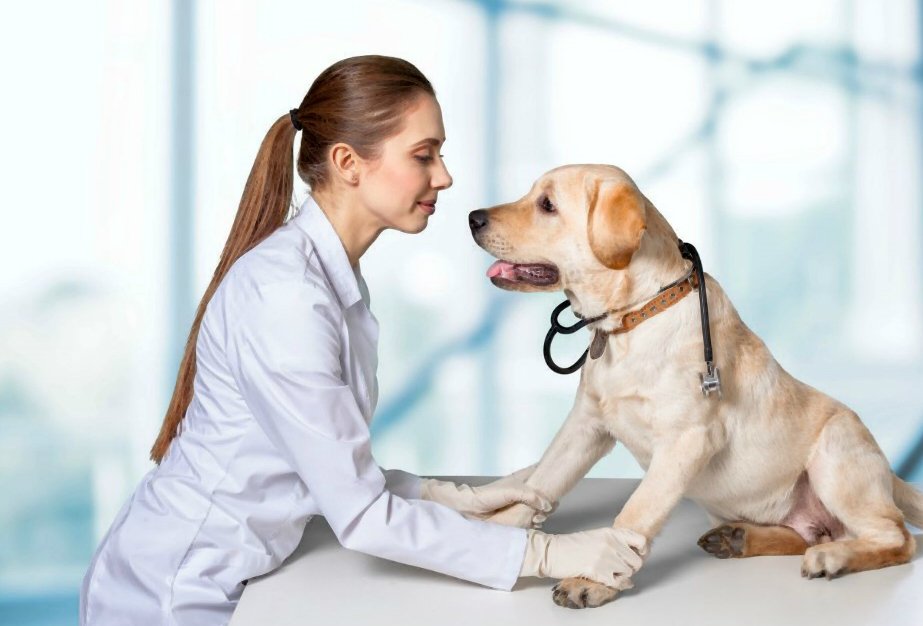 Dog Hip Dysplasia: diagnosis, treatment and prognosis