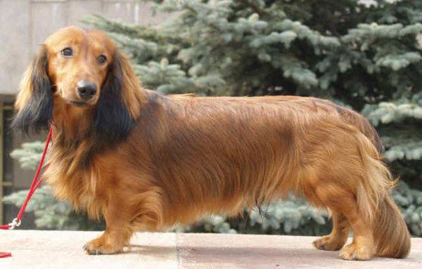 Long-haired dachshund standard
