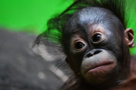 Orangutan Cub