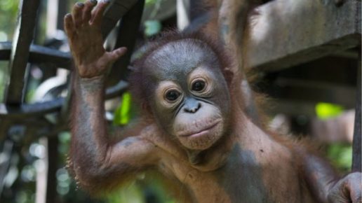 Little orangutan