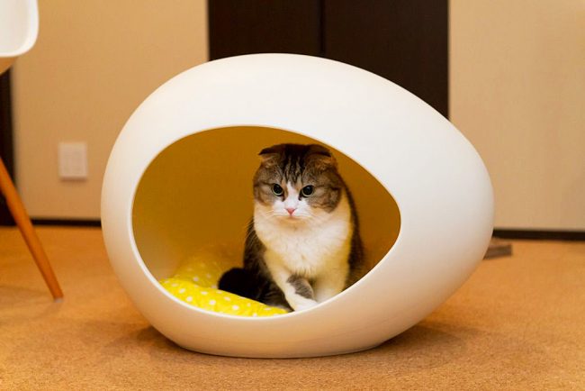 The rounded shape of the house calls the cat to the inner instinct of finding a protected place to rest and relax.