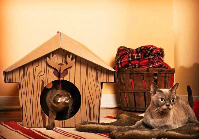 A Canadian-style cardboard house will appeal to modest cats.