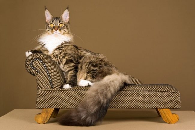 Classic canapes for aristocratic cat breeds