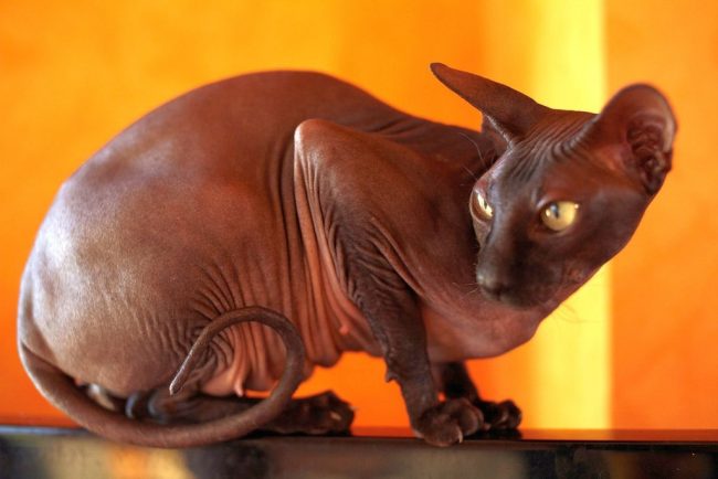 Due to the increased body temperature, up to 38.5Co, Don sphynxes sweat more than other cats. However, you can refrain from weekly bathing, but just wipe the body of a donch with a damp terry towel.