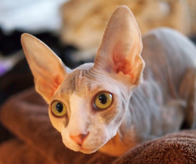The Don Sphynx cat calmly treats the guests, after a while he can get comfortable on their lap. For other animals, he very quickly becomes a good playmate