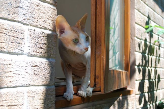 The Don Sphynx cat is a very domestic animal. It is completely satisfied with living in an apartment or house. And if you can safely sunbathe on the balcony or window sill - this is generally a class.