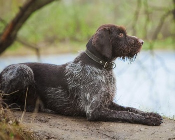 Drathaar (German Wirehair Pointer) German Wirehaired Pointer, Deutscher Drahthaar, Drahthaar