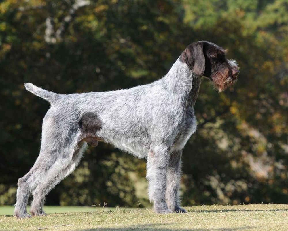 German Wire-haired Pointing Dog (Drathaar) - photo