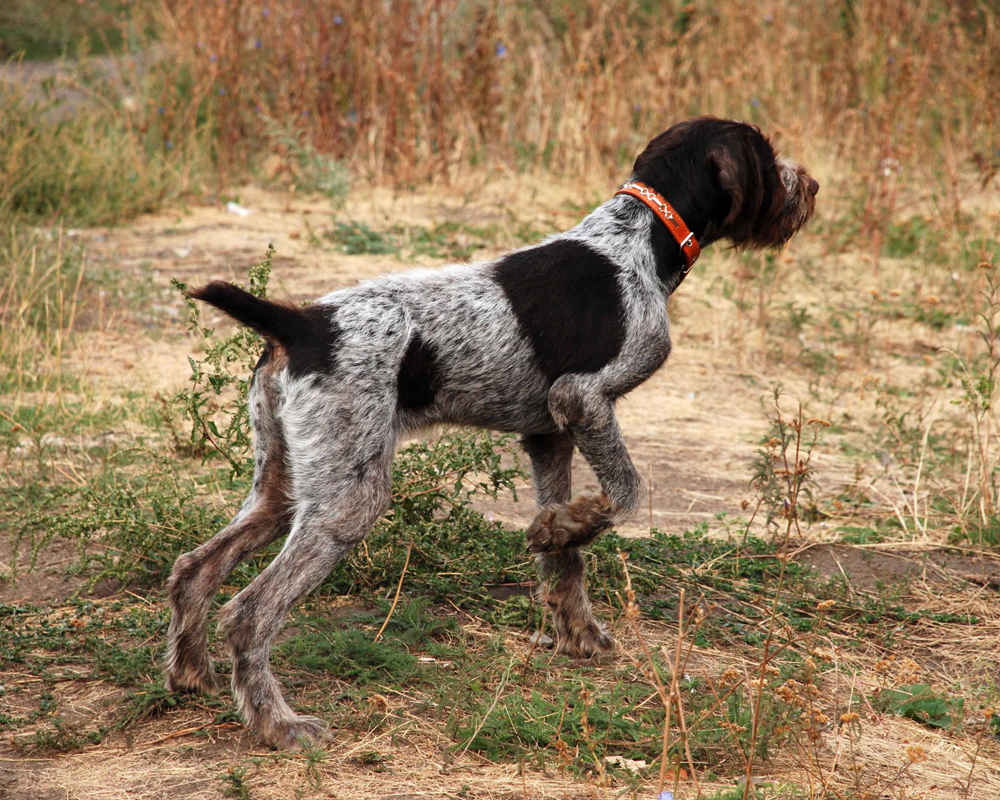German Wire-haired Pointing Dog (Drathaar) - photo