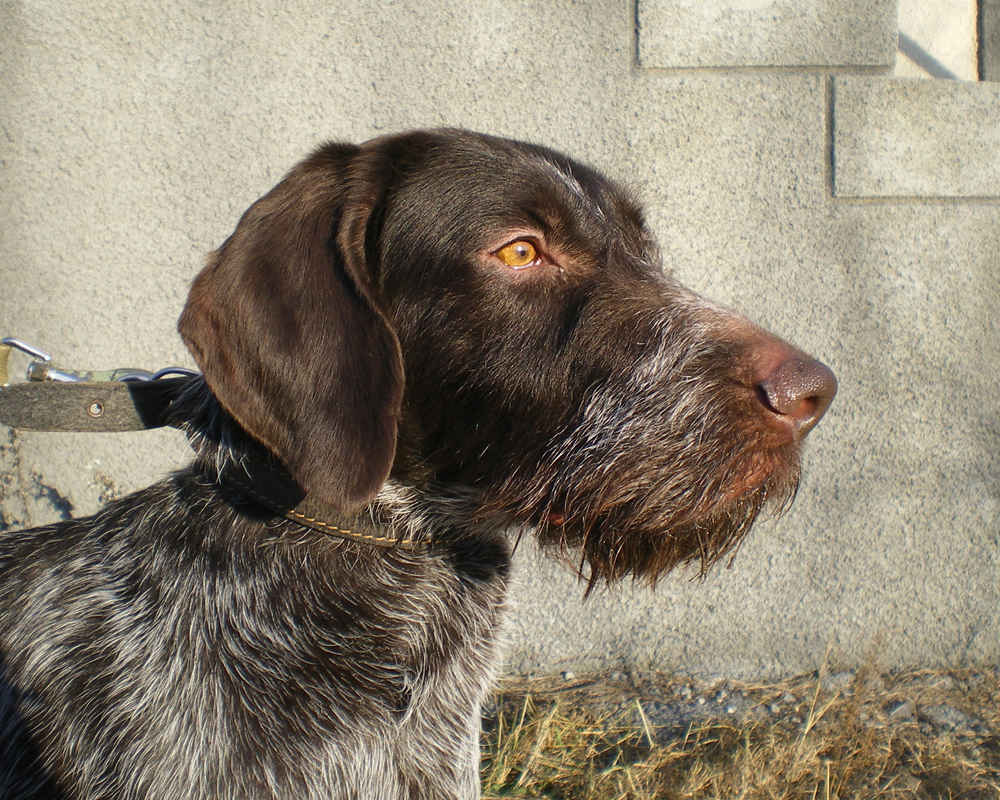 German Wire-haired Pointing Dog - photo