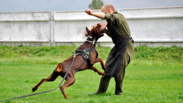 Doberman training read the article