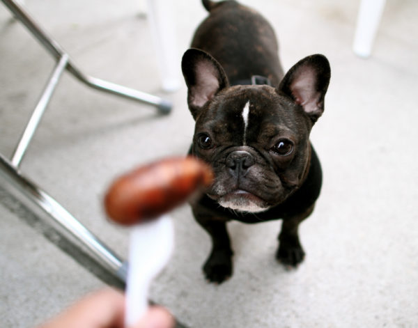 Training and education of a French bulldog read the article