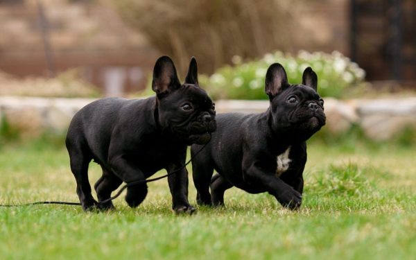 Training French Bulldog