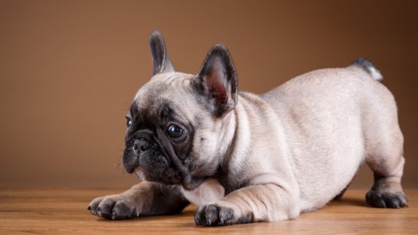 French bulldog training read the article
