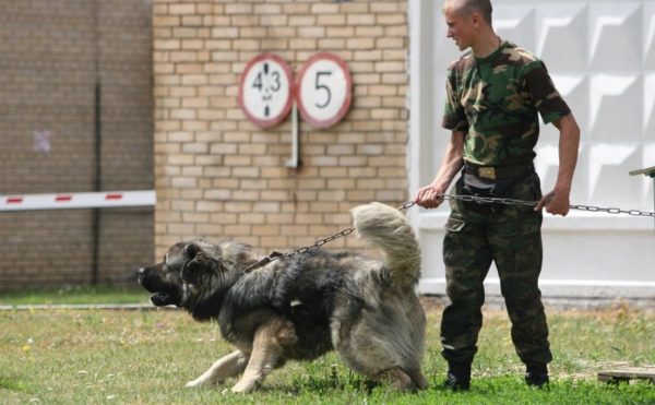 Training and education of the Caucasian Shepherd