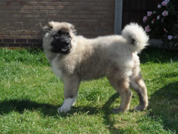 Training of the Caucasian Shepherd Dog read the article