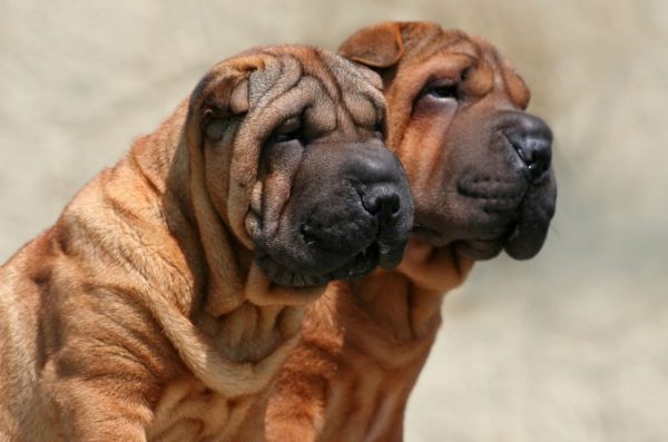 Training sharpei read article