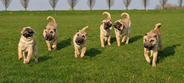 Sharpei