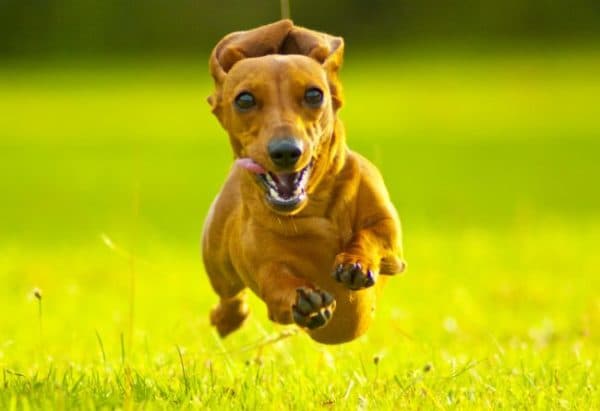 Dachshund Training