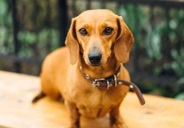 Training dachshund puppy and adult dogs