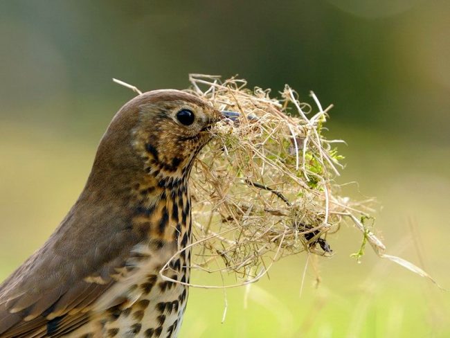 Thrush. During the year, the female flies up to five times 4-5 eggs each. Two weeks later, chicks emerge from the eggs. Both parents take part in raising and feeding the chicks.