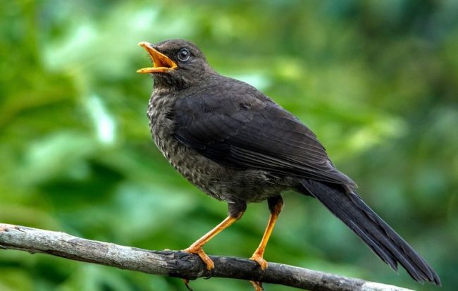 Thrush. Blackbirds in singing are able to compete with nightingales, whose sweet voice we love so much.