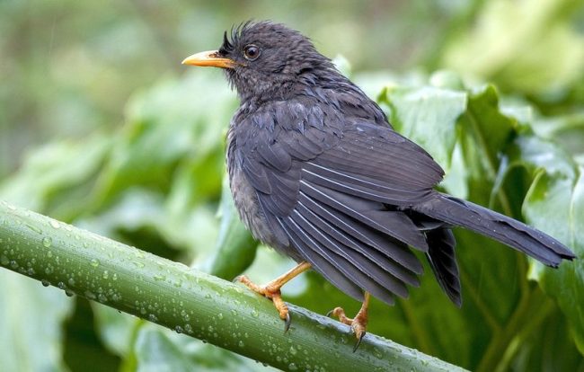 Thrush. The most notable singers among all the varieties are songbirds and blackbirds.