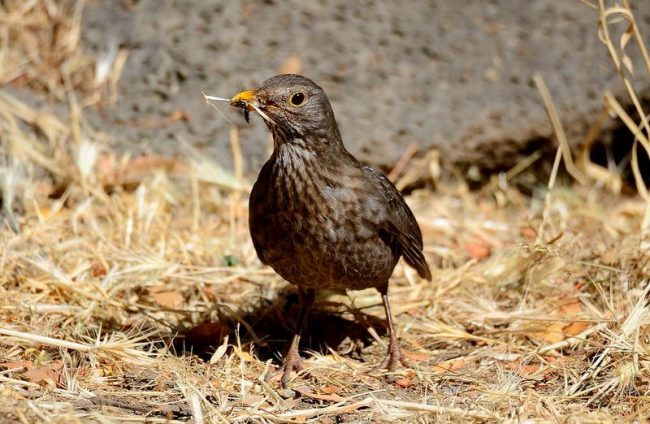 Thrush. Most often you can meet or hear the song thrush. He has long legs, so these birds walk straight and fly swiftly and in a straight line. If you saw brownish feathers on the wings from below, you should be lucky to meet the famous bird  певцом