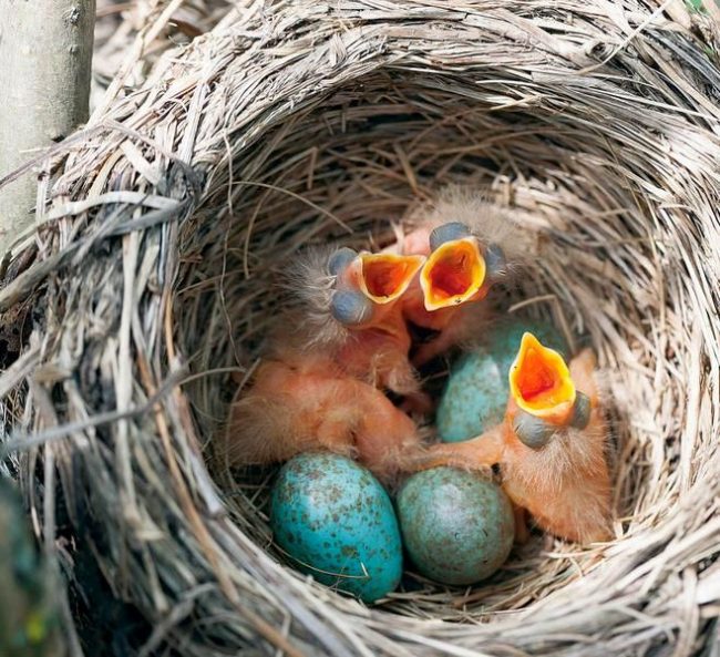 The nests of blackbirds are made of twigs, moss, leaves, roots, reinforced with clay or earth. You can find nests on trees, and on the ground, and in the bushes. It all depends on where, in the opinion of the thrush, it is safer.