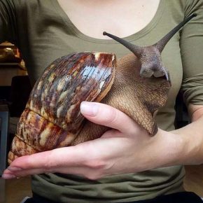 Akhatinskaya snail in the palm