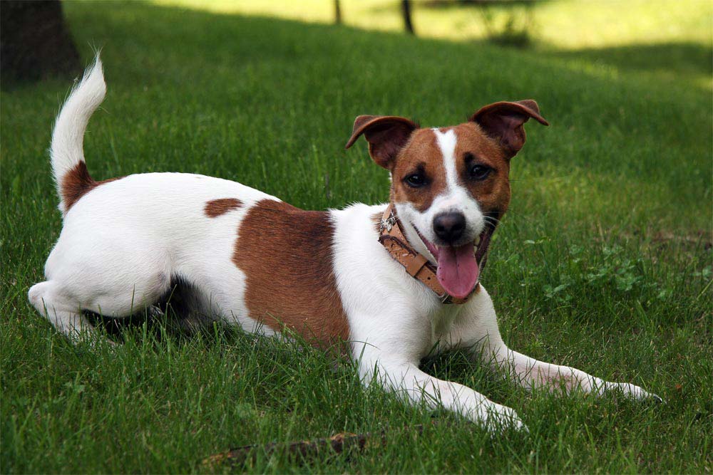 Jack Russell Terrier - breed character