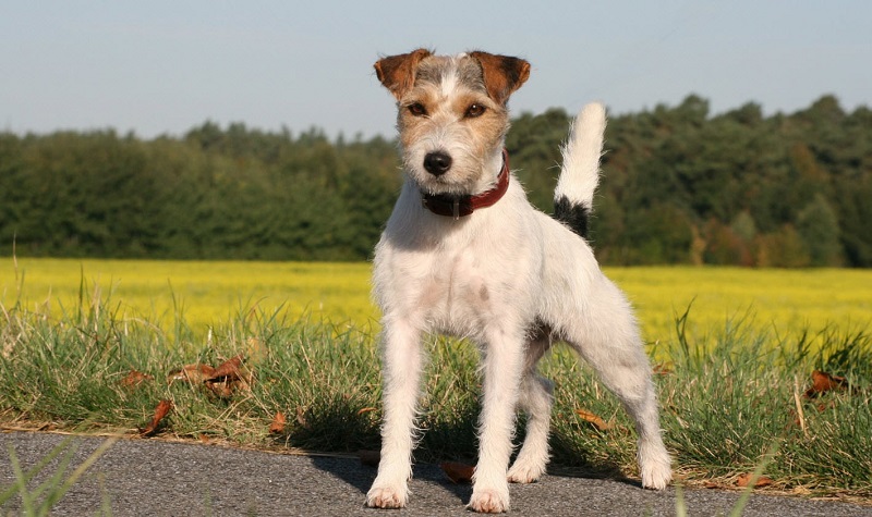 Jack Russell Terrier - breed description