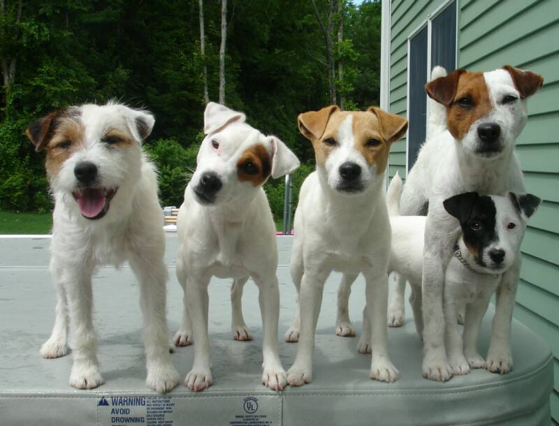 Jack Russell Terrier - photos of dogs