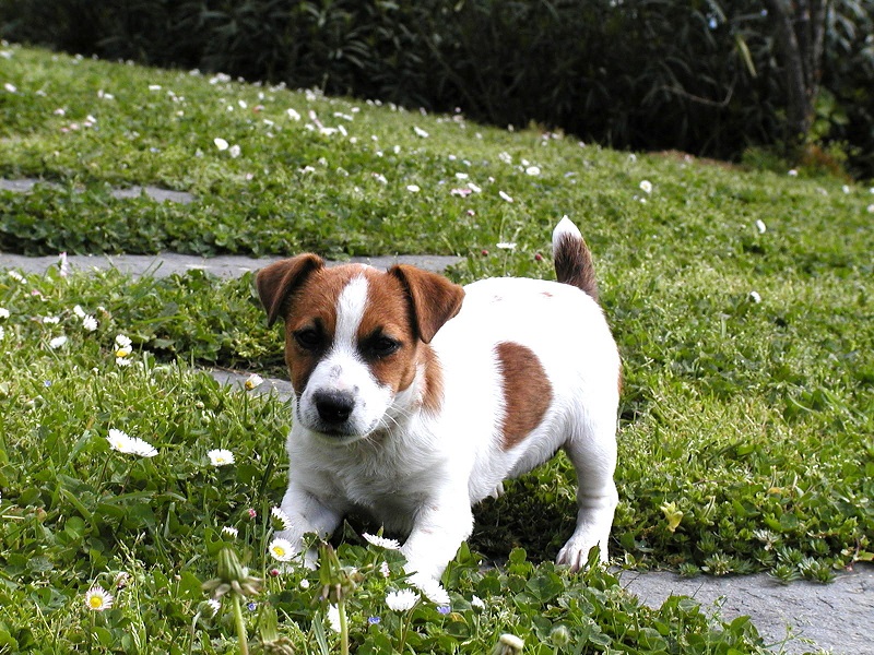 Jack Russell Terrier - photos of dogs