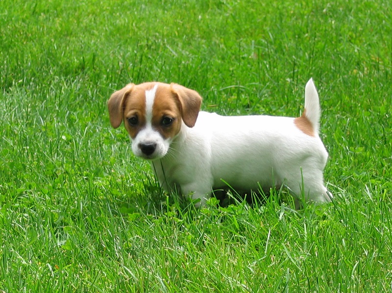 Jack Russell Terrier - photos of puppies