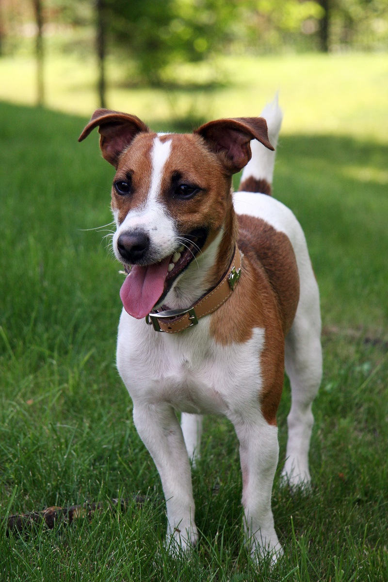 Jack Russell Terrier - photo and description of the breed