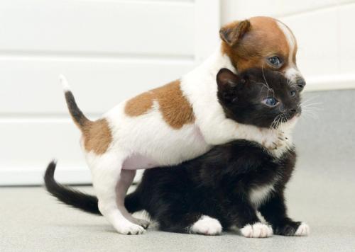 Jack Russell Terrier and other dog breeds with cat in the house