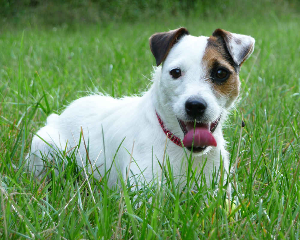 Jack Russell for a walk