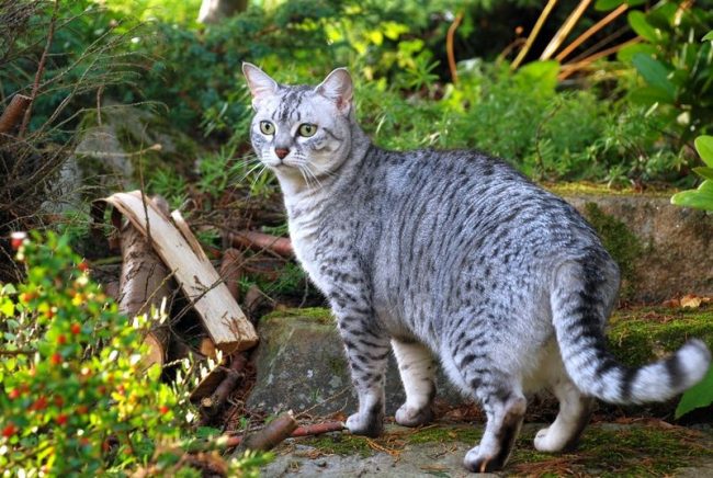 The Egyptian Mau is a moving and energetic cat, showing a tendency to active games and hunting. This wild-colored cat captivates with its affection and love for the owner.