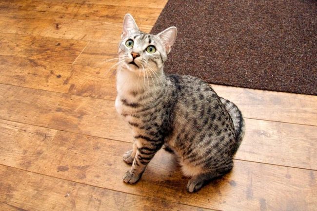The Egyptian Mau is the so-called cat elite, so it should have adequate nutrition. When choosing food, give preference to premium and super-premium classes.