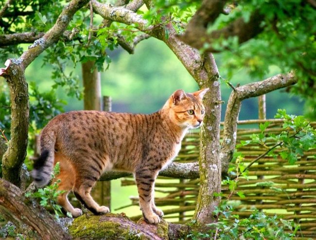 The proud owner of the Egyptian Mau will not only become the owner of a real feline elite, but also find a smart interlocutor, a clever hunter and a loyal friend.