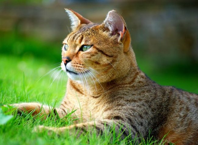 The Egyptian Mau cat is very loyal to its owner. She loves spending time with people and does not tolerate loneliness at all.